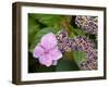 Lacecap Hydrangea-Adrian Bicker-Framed Photographic Print