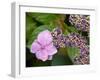 Lacecap Hydrangea-Adrian Bicker-Framed Photographic Print