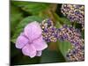 Lacecap Hydrangea-Adrian Bicker-Mounted Photographic Print