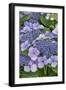 Lacecap Hydrangea-Jim Engelbrecht-Framed Photographic Print