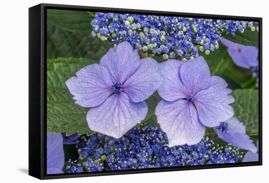 Lacecap Hydrangea-Jim Engelbrecht-Framed Stretched Canvas