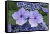 Lacecap Hydrangea-Jim Engelbrecht-Framed Stretched Canvas