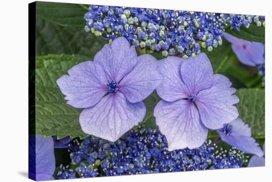 Lacecap Hydrangea-Jim Engelbrecht-Stretched Canvas