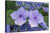 Lacecap Hydrangea-Jim Engelbrecht-Stretched Canvas