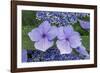 Lacecap Hydrangea-Jim Engelbrecht-Framed Photographic Print