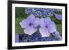 Lacecap Hydrangea-Jim Engelbrecht-Framed Photographic Print