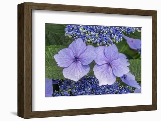 Lacecap Hydrangea-Jim Engelbrecht-Framed Photographic Print