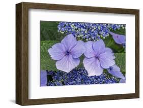 Lacecap Hydrangea-Jim Engelbrecht-Framed Photographic Print