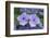 Lacecap Hydrangea-Jim Engelbrecht-Framed Photographic Print