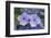 Lacecap Hydrangea-Jim Engelbrecht-Framed Photographic Print