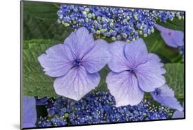 Lacecap Hydrangea-Jim Engelbrecht-Mounted Photographic Print