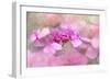 Lacecap hydrangea-Jacky Parker-Framed Giclee Print