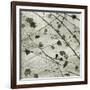 Laced Sky II-Sharon Chandler-Framed Art Print