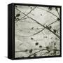 Laced Sky IV-Sharon Chandler-Framed Stretched Canvas