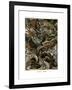 Lacertilia, 1899-1904-null-Framed Giclee Print