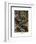 Lacertilia, 1899-1904-null-Framed Giclee Print