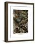 Lacertilia, 1899-1904-null-Framed Giclee Print