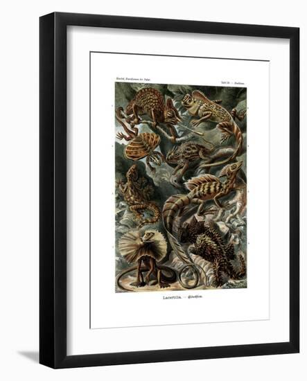 Lacertilia, 1899-1904-null-Framed Giclee Print