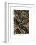 Lacertilia, 1899-1904-null-Framed Giclee Print