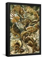 Lacertilia Nature Art Print Poster by Ernst Haeckel-null-Framed Poster