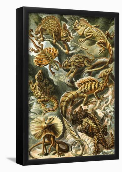 Lacertilia Nature Art Print Poster by Ernst Haeckel-null-Framed Poster