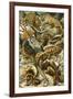 Lacertilia Nature by Ernst Haeckel-null-Framed Art Print