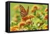 Lacewing Butterfly-Gary Carter-Framed Stretched Canvas