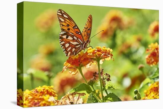 Lacewing Butterfly-Gary Carter-Stretched Canvas