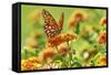 Lacewing Butterfly-Gary Carter-Framed Stretched Canvas