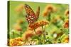 Lacewing Butterfly-Gary Carter-Stretched Canvas