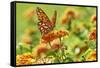 Lacewing Butterfly-Gary Carter-Framed Stretched Canvas