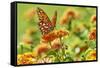 Lacewing Butterfly-Gary Carter-Framed Stretched Canvas