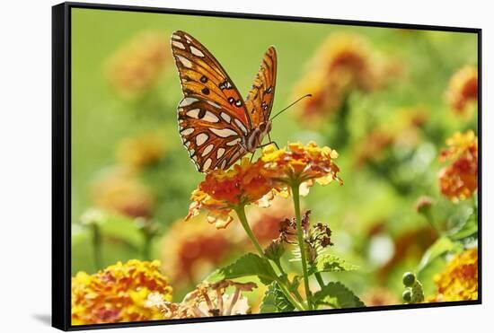 Lacewing Butterfly-Gary Carter-Framed Stretched Canvas