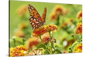 Lacewing Butterfly-Gary Carter-Stretched Canvas