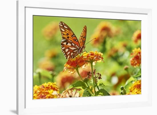 Lacewing Butterfly-Gary Carter-Framed Photographic Print