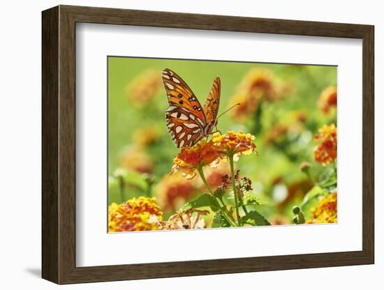 Lacewing Butterfly-Gary Carter-Framed Photographic Print