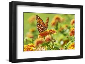 Lacewing Butterfly-Gary Carter-Framed Photographic Print