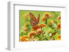 Lacewing Butterfly-Gary Carter-Framed Photographic Print