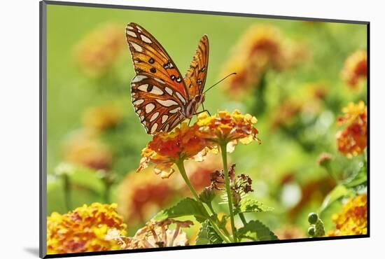 Lacewing Butterfly-Gary Carter-Mounted Photographic Print