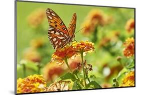 Lacewing Butterfly-Gary Carter-Mounted Photographic Print