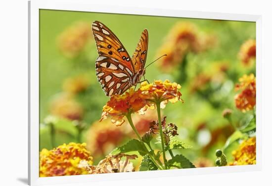 Lacewing Butterfly-Gary Carter-Framed Photographic Print