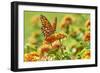 Lacewing Butterfly-Gary Carter-Framed Photographic Print