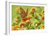 Lacewing Butterfly-Gary Carter-Framed Photographic Print