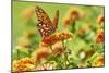 Lacewing Butterfly-Gary Carter-Mounted Photographic Print