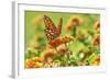 Lacewing Butterfly-Gary Carter-Framed Photographic Print