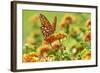 Lacewing Butterfly-Gary Carter-Framed Photographic Print
