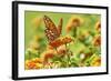 Lacewing Butterfly-Gary Carter-Framed Photographic Print