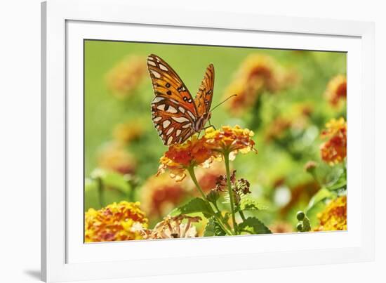 Lacewing Butterfly-Gary Carter-Framed Photographic Print