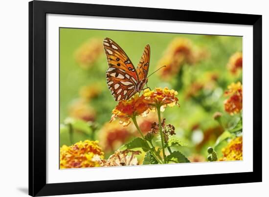 Lacewing Butterfly-Gary Carter-Framed Photographic Print