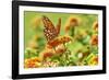 Lacewing Butterfly-Gary Carter-Framed Photographic Print